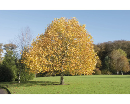 Träd med gula löv på en äng