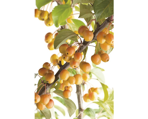 Gren med prydnadsäpplen och gröna blad