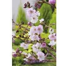 Närbild av blommande prydnadskörsbärsträdsgrenar