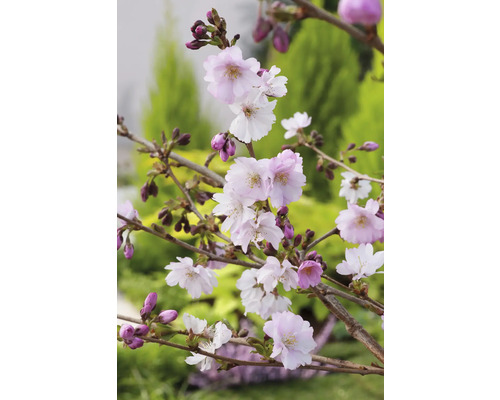 Närbild av blommande prydnadskörsbärsträdsgrenar