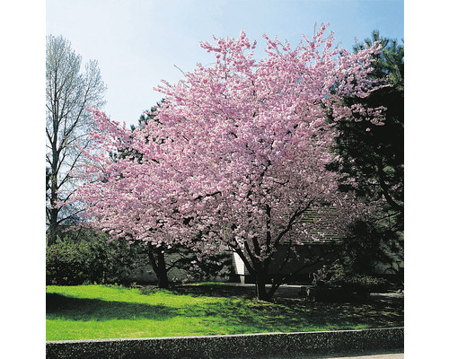 Prydnadskörsbär OMNIA GARDEN Prunus Accolade Prydnadskörsbär OMNIA GARDEN Prunus Accolade