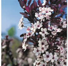 Svartplommon OMNIA GARDEN Prunus x cistena