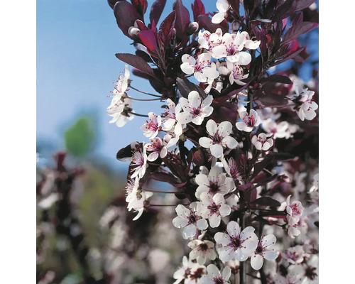 Blommande prydnadskörsbärsträd med mörka blad