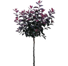 Svartplommon OMNIA GARDEN Prunus x cistena
