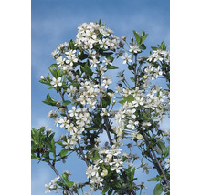 Klotkörsbär OMNIA GARDEN Prunus x eminens Umbraculifera-thumb-2