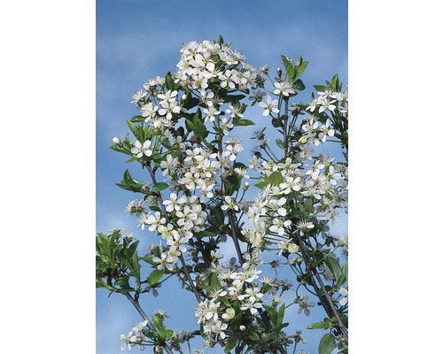 Blommande körsbärsträd med vita blommor