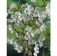 Gren av snöbär med vita blommor