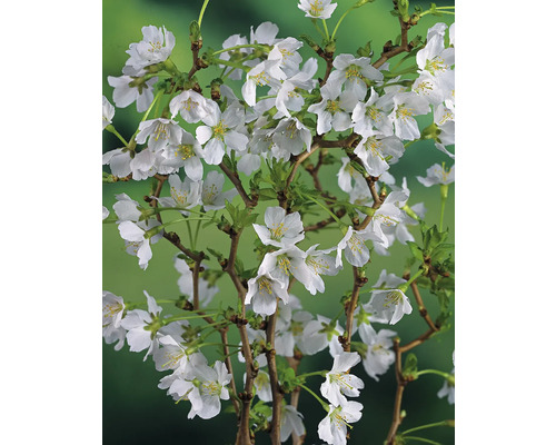 Gren av snöbär med vita blommor