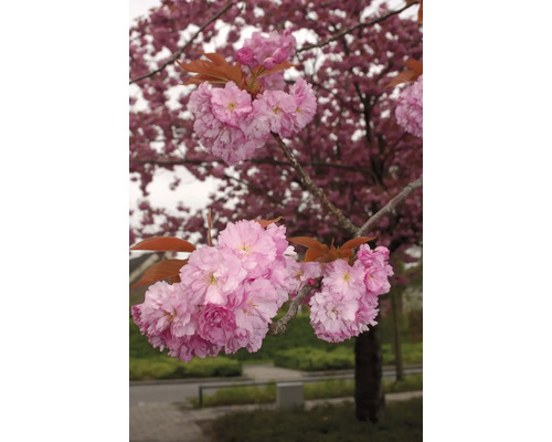 Närbild av ett blommande prydnadskörsbärsträd med rosa blommor