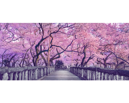 Bro under blommande träd på våren