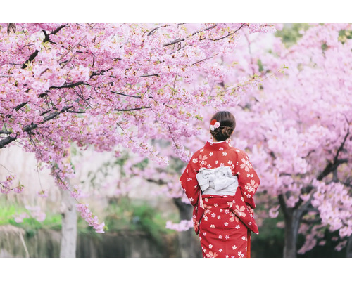 Kvinna i kimono under blommande körsbärsträd