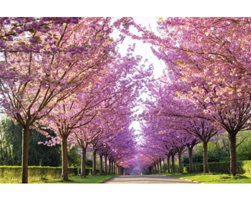 Allé med blommande körsbärsträd på våren