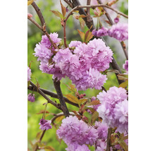 Japanskt prydnadskörsbär OMNIA GARDEN Prunus (Sato-zakura-Gruppen) Kiku-shidare-zakura