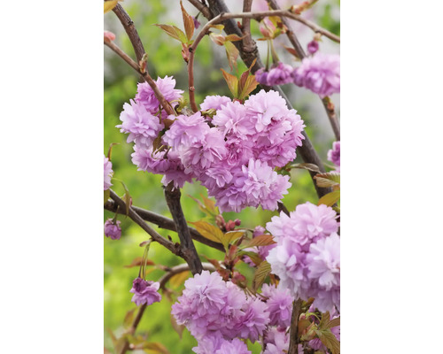 Närbild av prydnadskörsbärsblommor på en trädgren