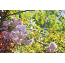 Japanskt prydnadskörsbär OMNIA GARDEN Prunus (Sato-zakura-Gruppen) Kiku-shidare-zakura