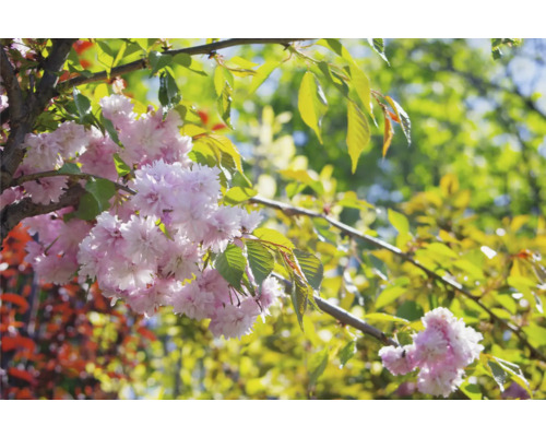 Japanskt prydnadskörsbär OMNIA GARDEN Prunus (Sato-zakura-Gruppen) Kiku-shidare-zakura
