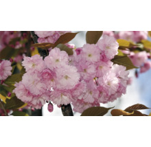 Japanskt prydnadskörsbär OMNIA GARDEN Prunus (Sato-zakura-Gruppen) Kiku-shidare-zakura