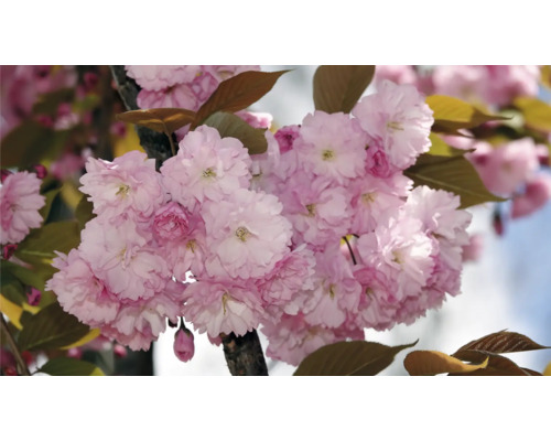 Närbild av ett japanskt prydnadskörsbärsträd med rosa blommor