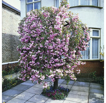 Japanskt prydnadskörsbär OMNIA GARDEN Prunus (Sato-zakura-Gruppen) Kiku-shidare-zakura