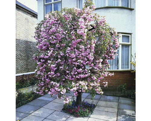 Blommande prydnadskörsbärsträd i trädgården