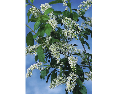 Blommande hägg med vita blommor och gröna blad.