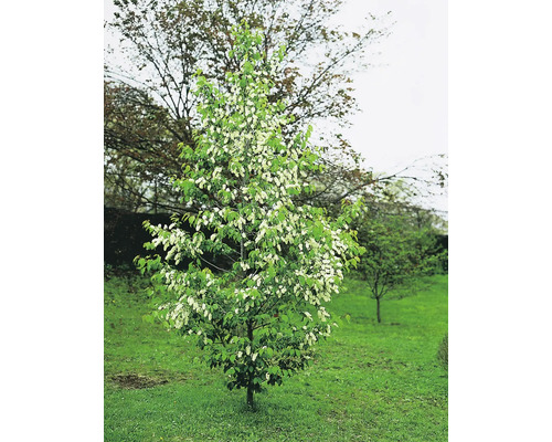 Hägg OMNIA GARDEN Prunus padus