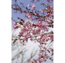 Blommande prydnadskörsbärsträd med rosa blommor