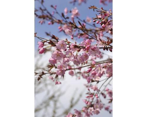 Blommande prydnadskörsbärsträd med rosa blommor