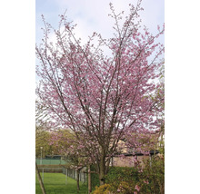 Japanskt prydnadskörsbärsträd med rosa blommor i trädgården.