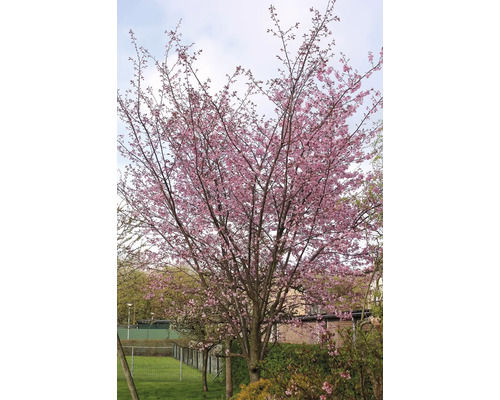 Bergkörsbär OMNIA GARDEN Prunus sargentii