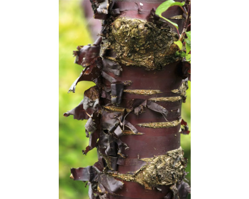 Närbild av en rödbrun pappersbjörkstam med flagnande bark