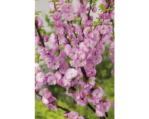 Gren med rosa dvärgmandelblommor