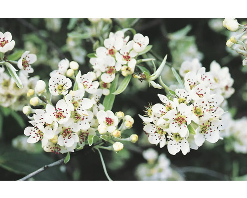 Närbild av blommande prydnads päronträdsgrenar
