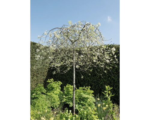 Silverpäron OMNIA GARDEN Pyrus salicifolia Pendula 100-120cm Silverpäron OMNIA GARDEN Pyrus salicifolia Pendula 100-120cm