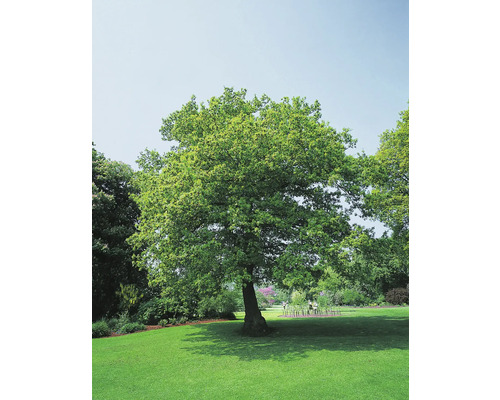 Skogsek OMNIA GARDEN Quercus robur