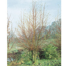 Korallpil OMNIA GARDEN Salix x fragilis f. vitellina Vinterglöd-thumb-0