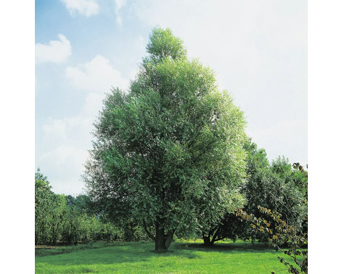 Klotpil OMNIA GARDEN Salix fragilis Bullata 100-120cm