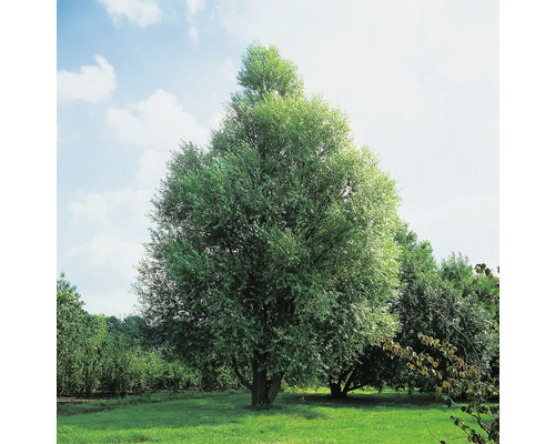 Klotpil OMNIA GARDEN Salix fragilis Bullata 150-200cm
