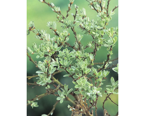 Havtornsbuske med blad och grenar