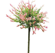 Eukalyptusvide OMNIA GARDEN Salix integra Hakuro-nishiki 60cm-thumb-0