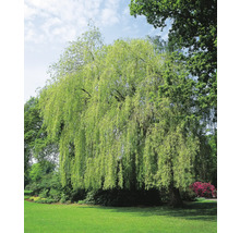 Kaskadpil OMNIA GARDEN Salix × sepulcralis Chrysocoma-thumb-0