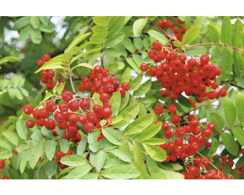 Rönn med röda bär och gröna blad