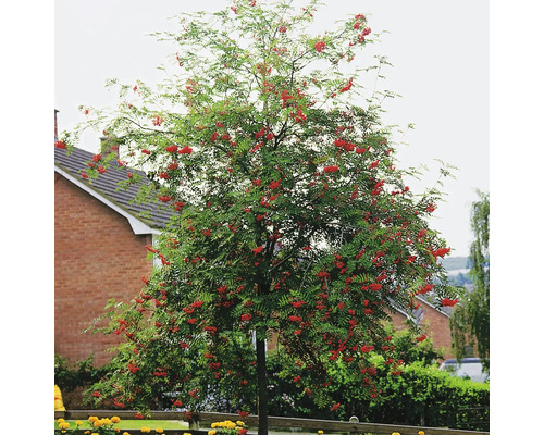 Rönn i trädgården med röda bär.