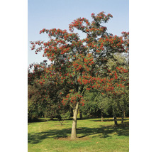 Japansk rönn OMNIA GARDEN Sorbus commixta Carmencita