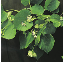 Lindgren med blad och blommor