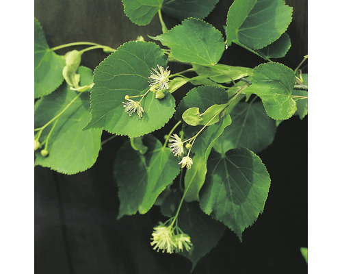 Lindgren med blad och blommor