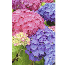 Närbild av rosa och lila hortensiablommor