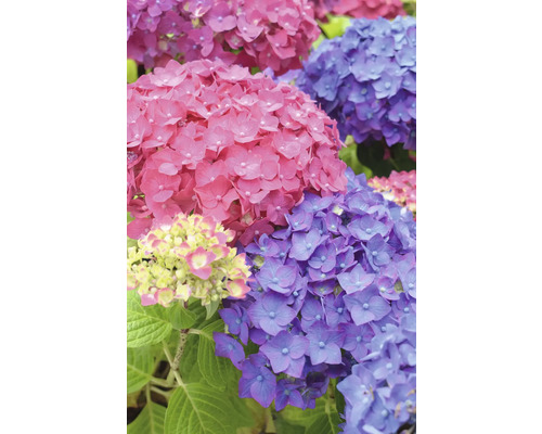 Närbild av rosa och lila hortensiablommor