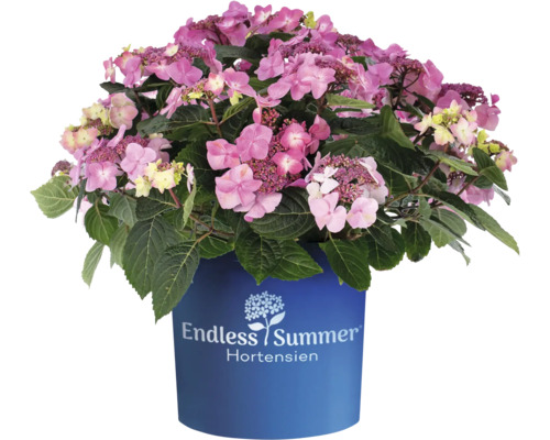 Hortensia Endless Summer rosa 'Pop Star' Hydrangea macrophylla 20-35cm Co 5L