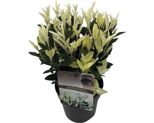 Japansk benved ''Extravaganza'' i kruka